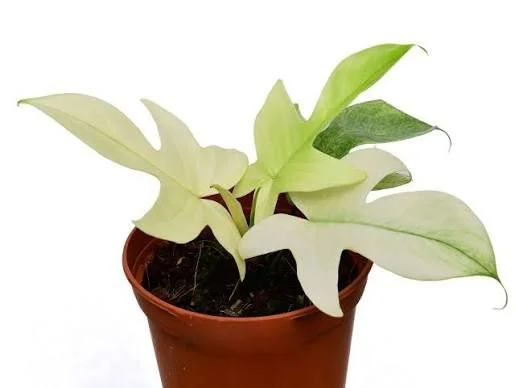 Florida Ghost Philodendron