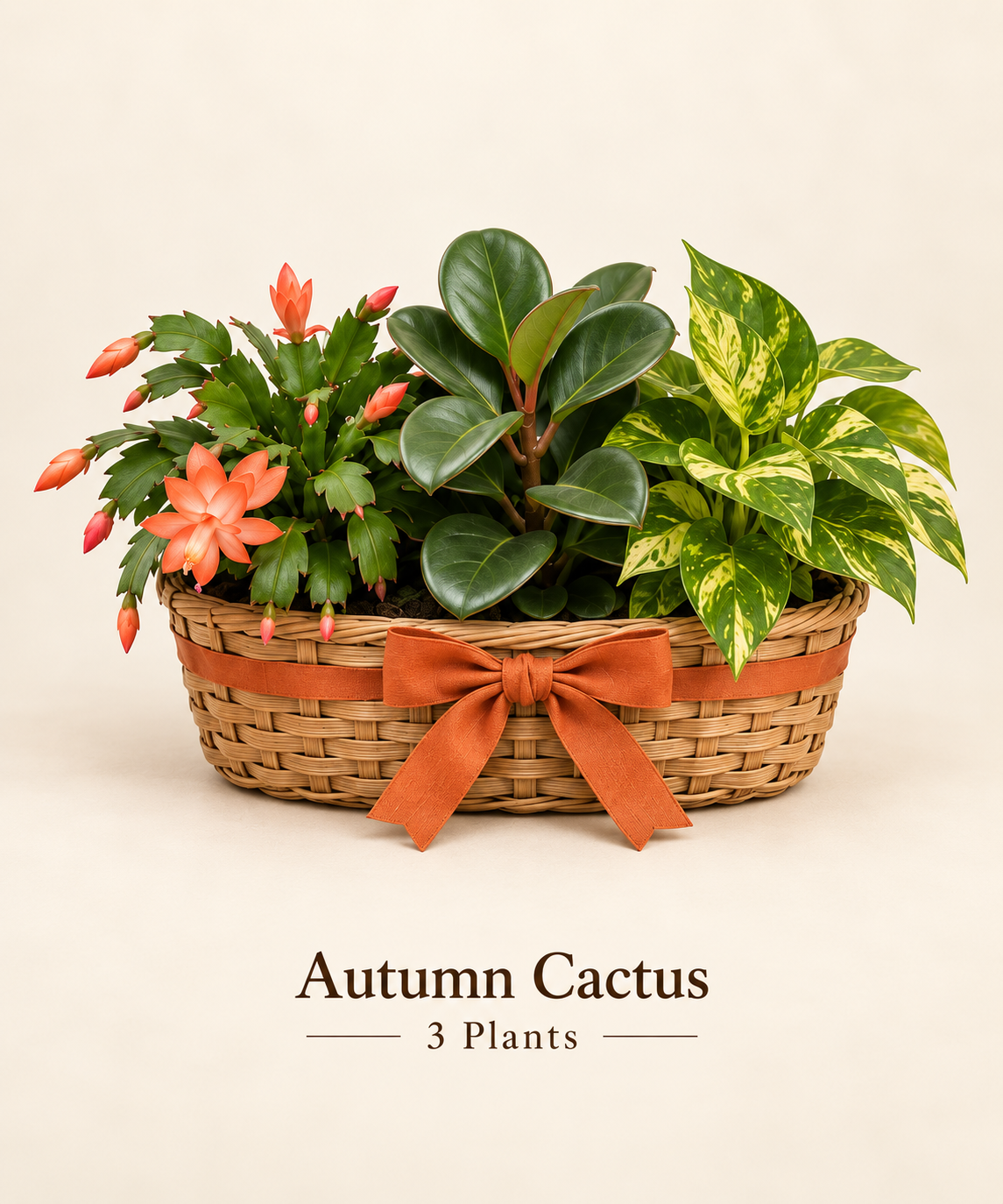 Autumn Cactus - 3 Plants.png