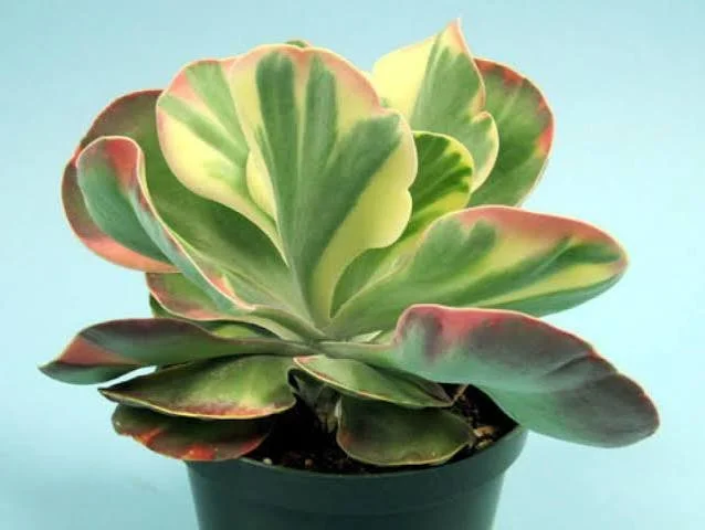 Variegata Variegated Flapjack