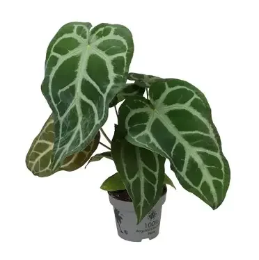 Magnificent Anthurium