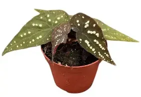 Pandora Begonia