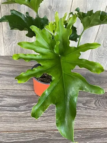 Lickity Split Philodendron