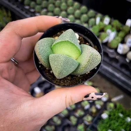 Split Rock Succulent