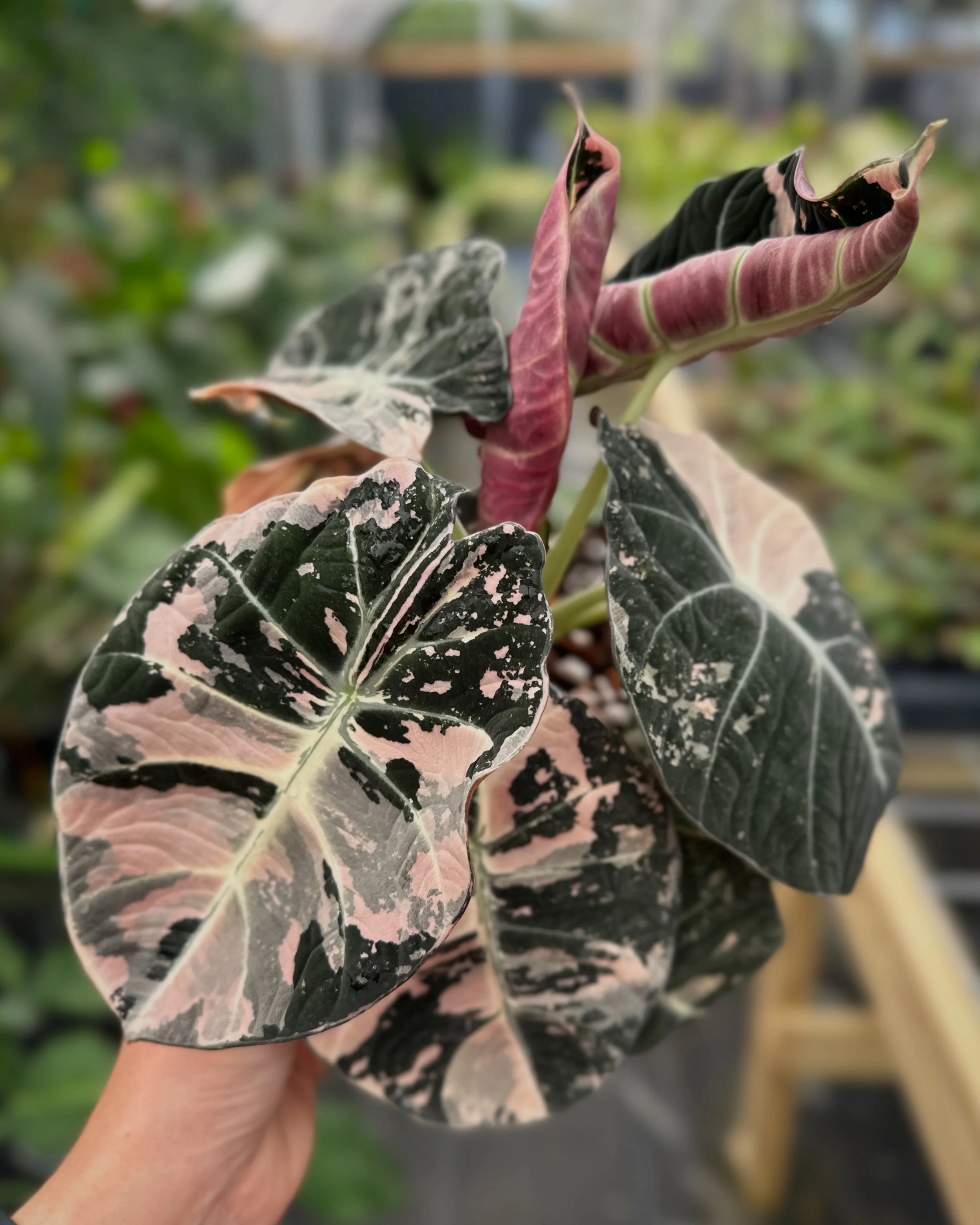 Black Velvet Pink Alocasia
