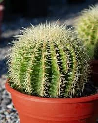 Golden Barrel Cactus