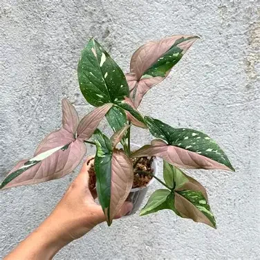 Red Spot Tricolour Arrowhead Plant