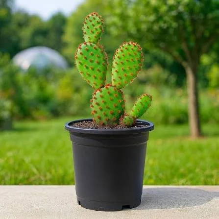 Bunny Ears Cactus