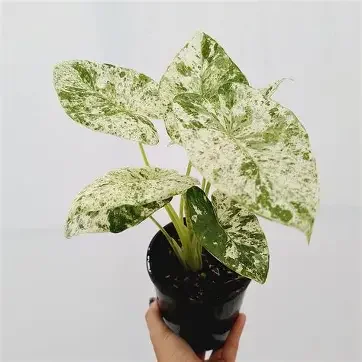Batik Alocasia