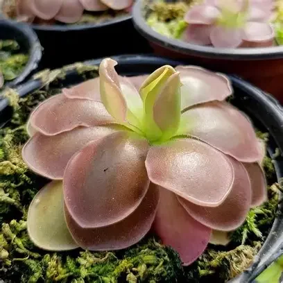 Sethos Butterwort