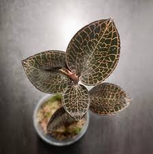 Jewel Orchid Fire Bird