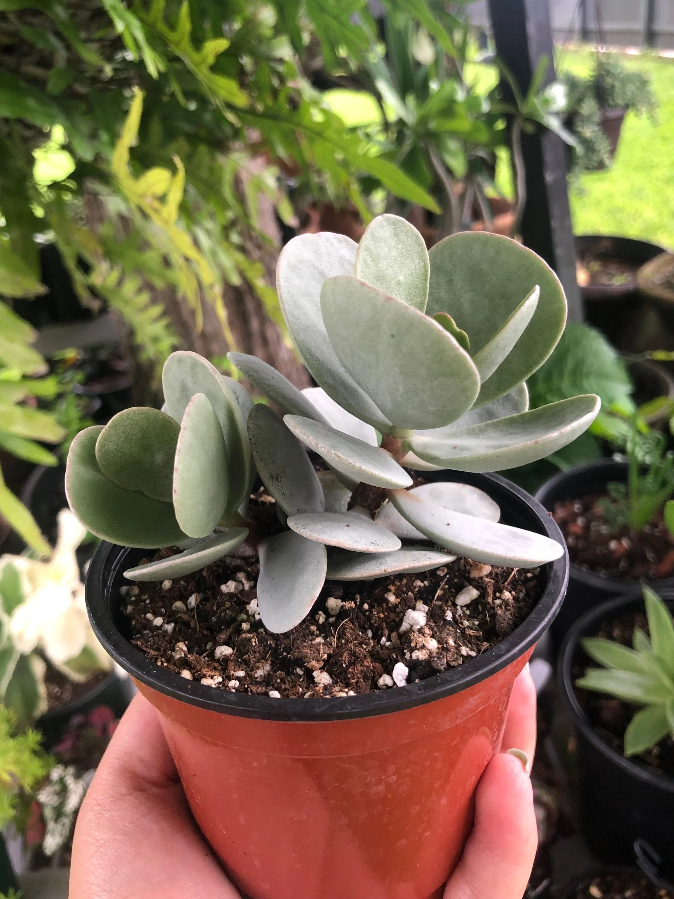 Silver Dollar Jade - Crassula arborescens