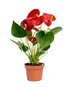 Red Diamond F17 x F12 Anthurium
