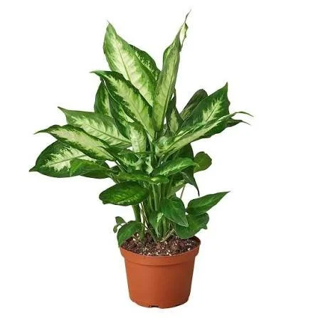 Camille Dumb Cane