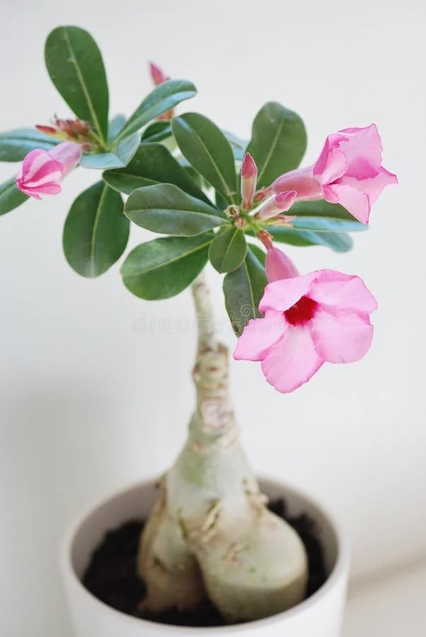 Desert Rose