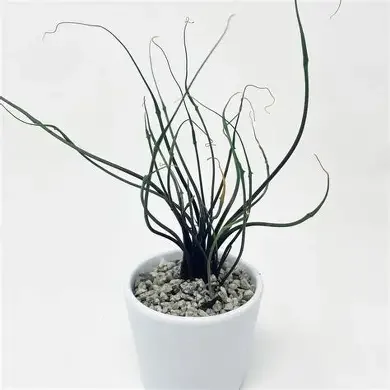 Flying Squid Alocasia