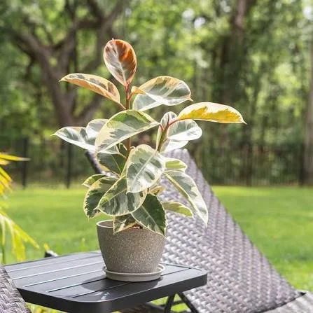 Tineke Variegated Rubber Plant
