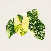 Gloriosum Tricolor Marble Philodendron