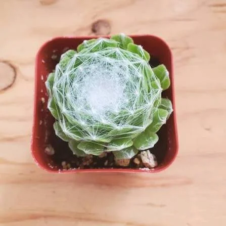 Cobweb Hens and Chicks