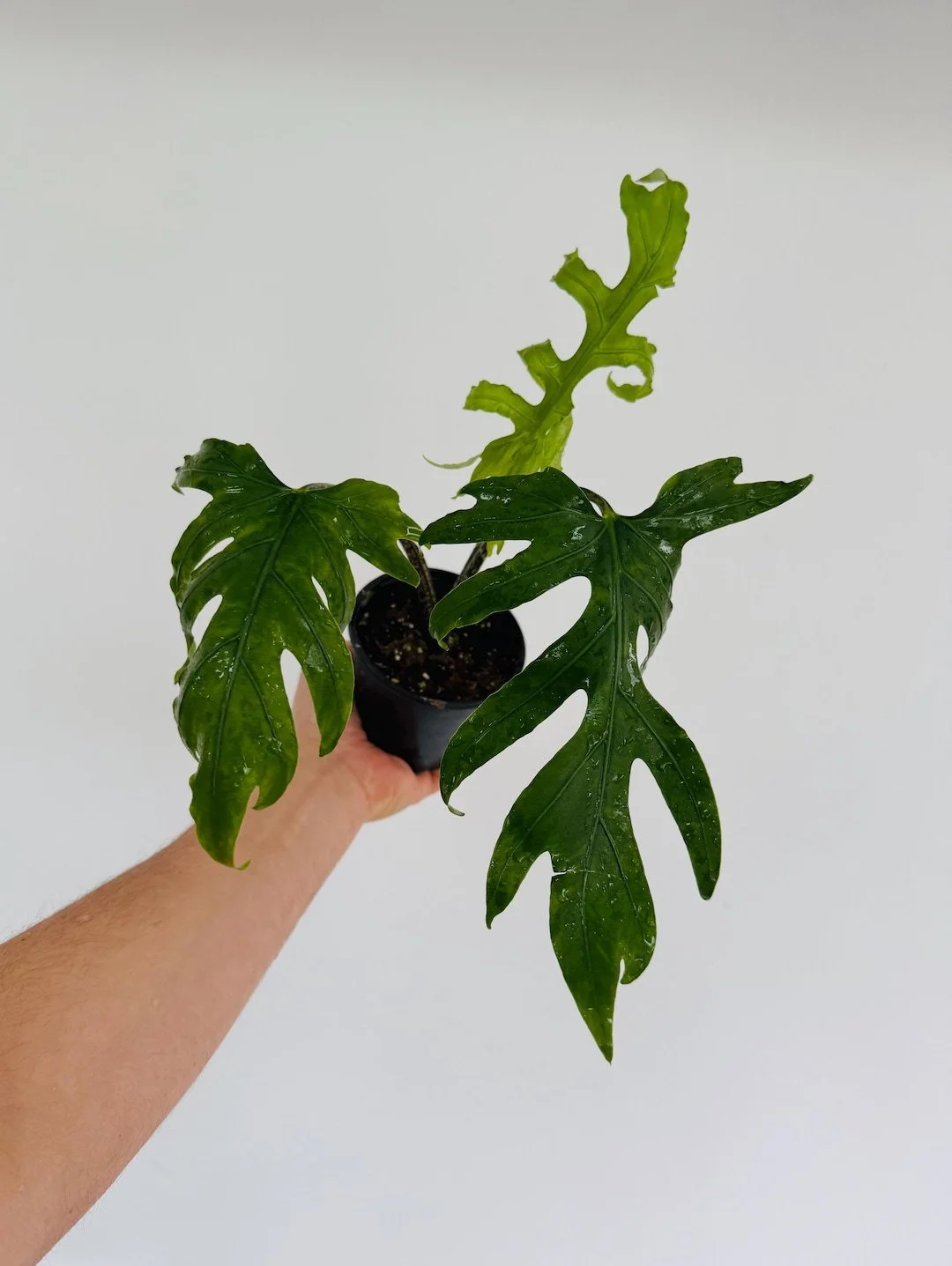 Nishihira Alocasia