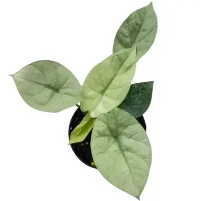Mint Alocasia