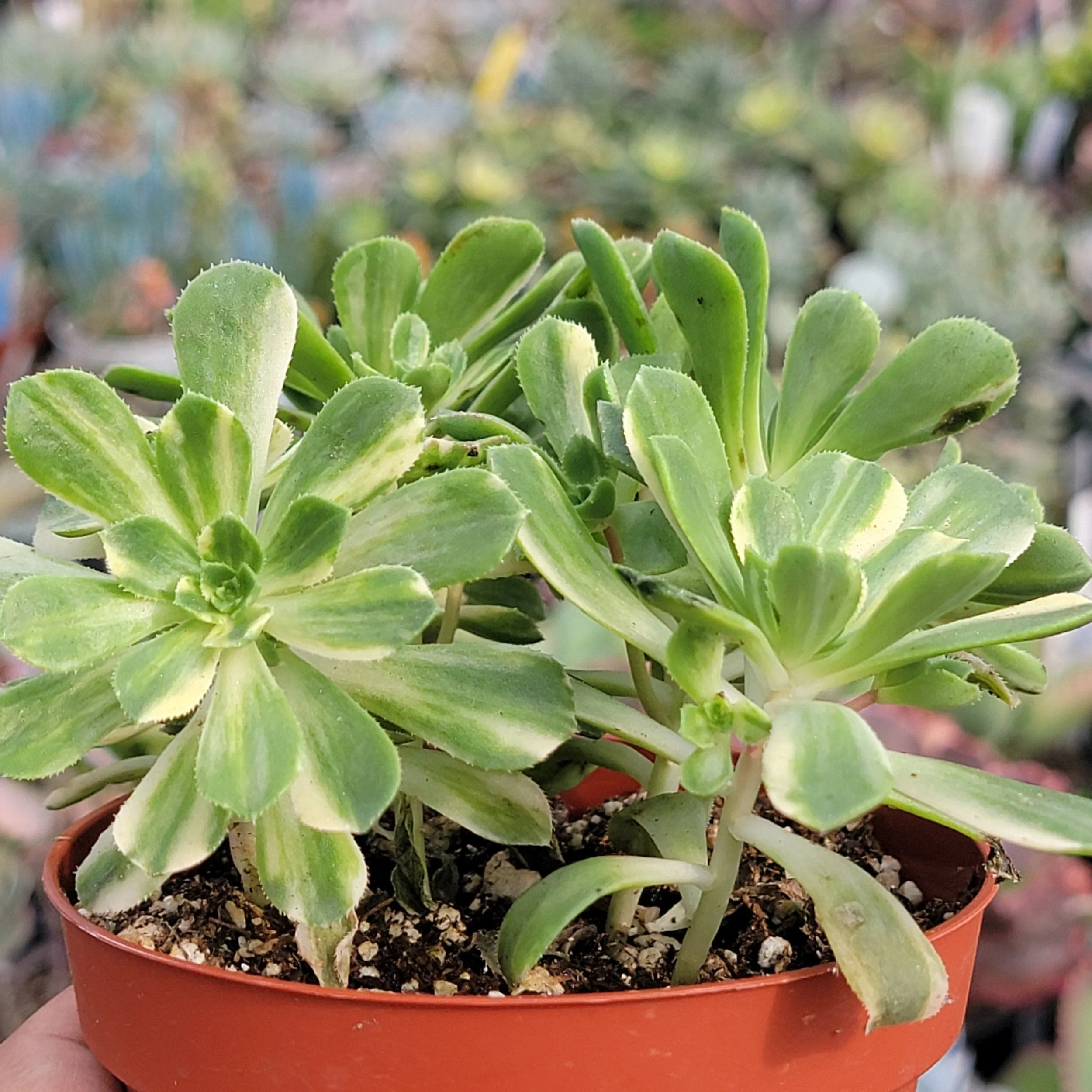 Variegated Aeonium Suncup.jpg