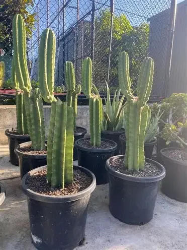 Peruvian Apple Cactus