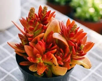 Orange Delight Stonecrop
