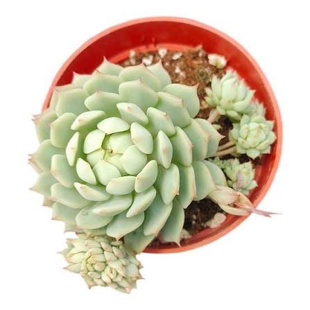 Painted Lady Echeveria