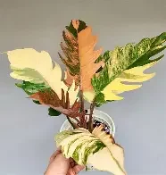Caramel Marble Philodendron