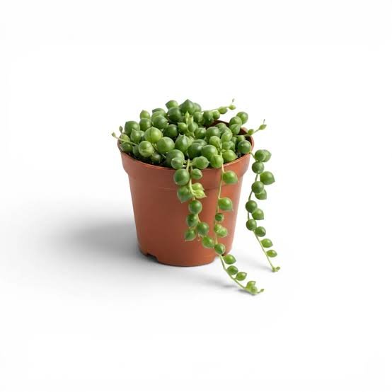 String of Pearls