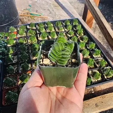 Buddha s Temple Jade Plant