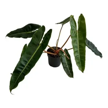 Black Billietiae Philodendron