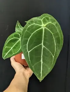 Forgetii Anthurium
