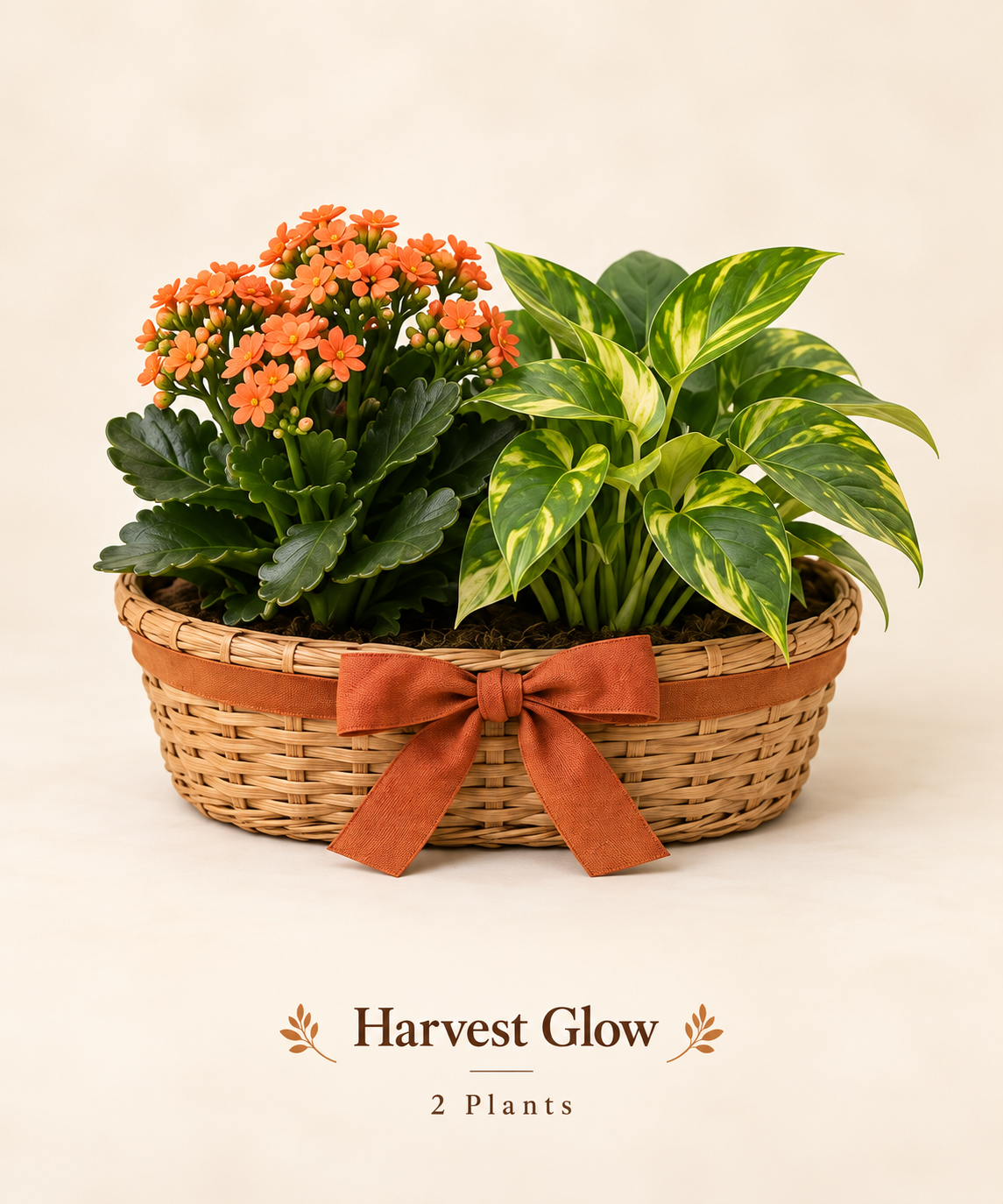 Harvest Glow - 2 Plants.png
