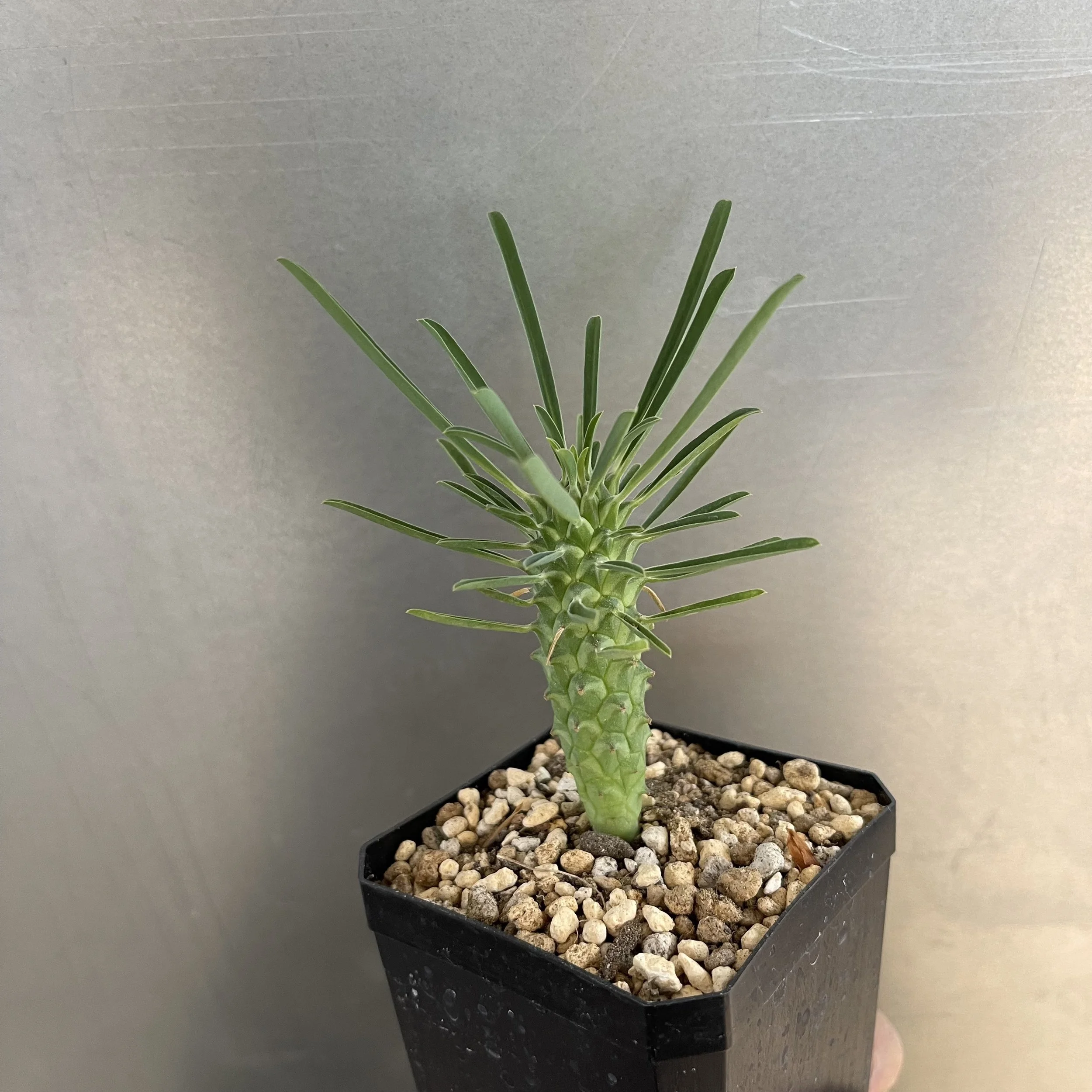 Ostrich Neck Euphorbia - Euphorbia clandestina