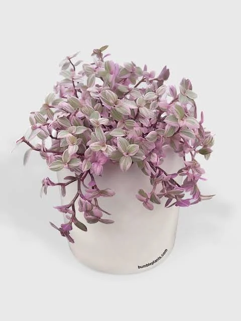 repens Pink Panther
