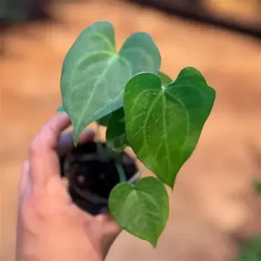 Delta Force Anthurium