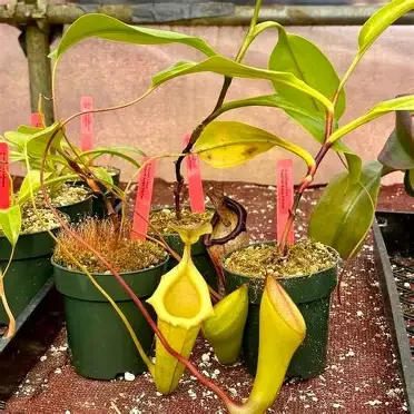 Yellow Tropical Pitcher Plant