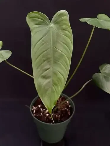Sharoniae San Antonio Philodendron