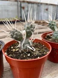 Paper Spine Cactus