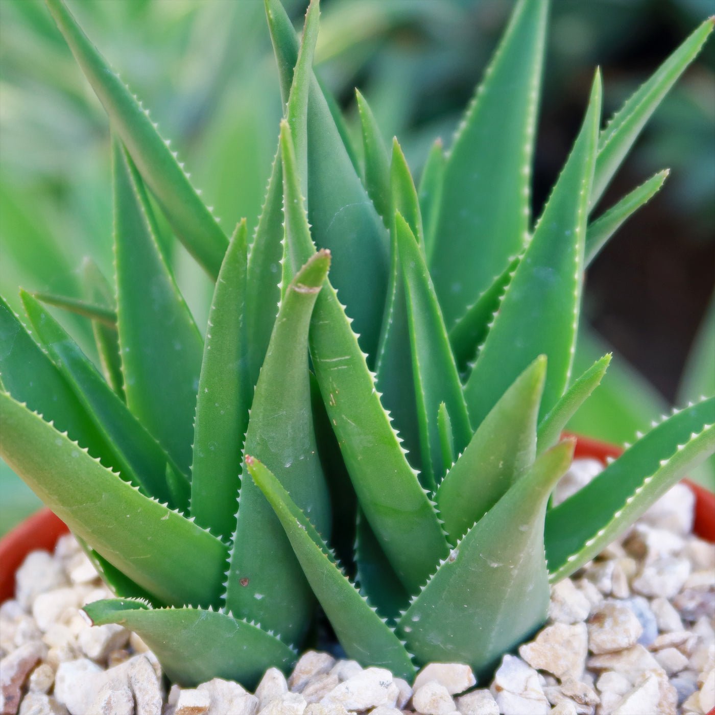 Climbing Aloe - Aloiampelos ciliaris