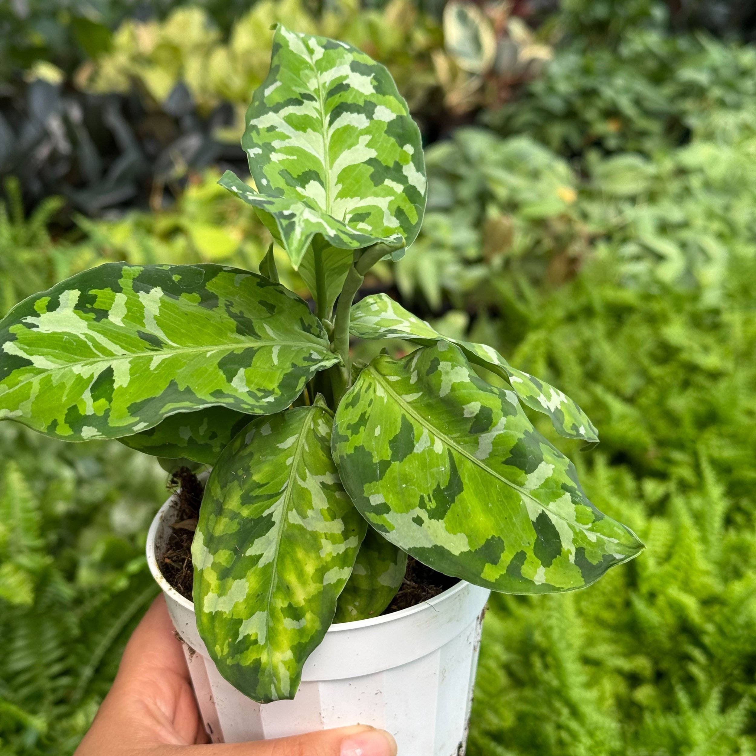 Tricolor Chinese Evergreen