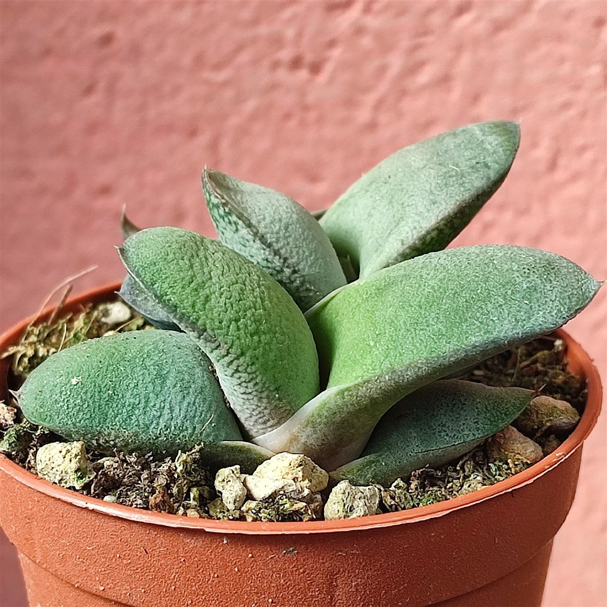 Kouga Gasteria - Gasteria glomerata