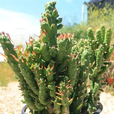 monstrosa Gumby Cactus