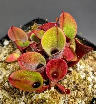 Minor Sun Pitcher
