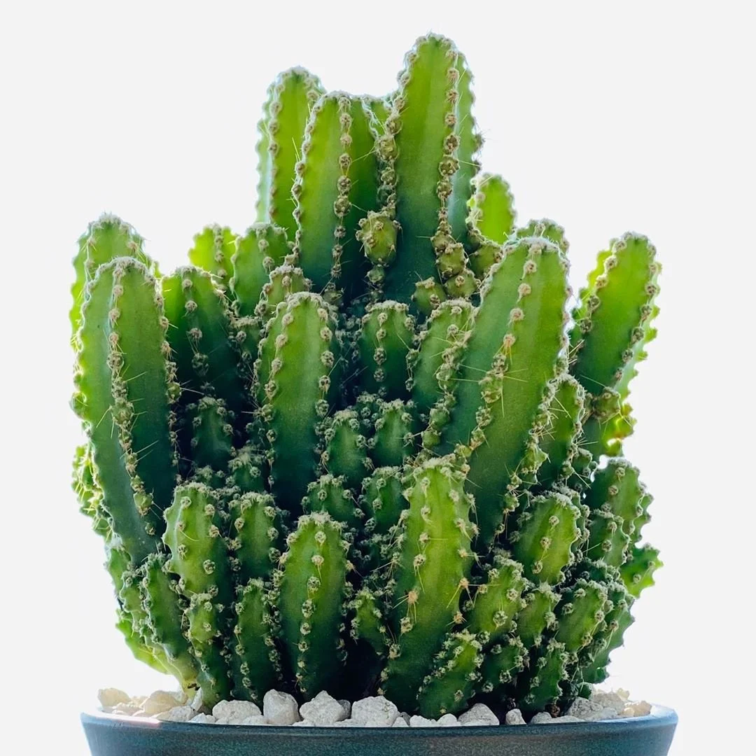 Fairy Castle Cactus