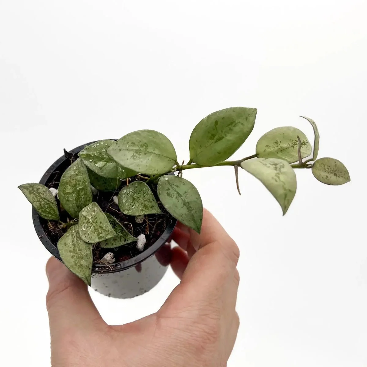 Super Silver Hoya.jpg