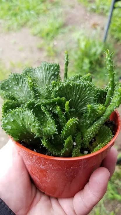 Crested Medusa s Head