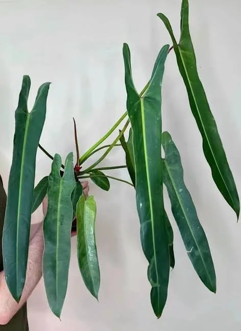 Spiritus Sancti Philodendron