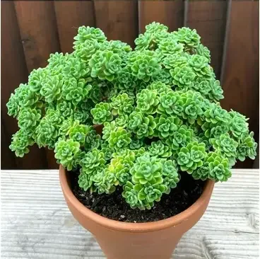 Irish Bouquet Aeonium